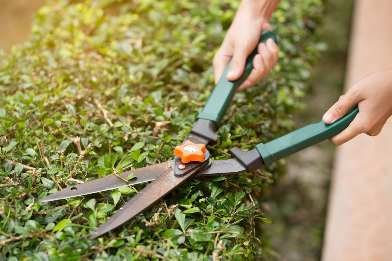 Arbor Pro's Tree Service