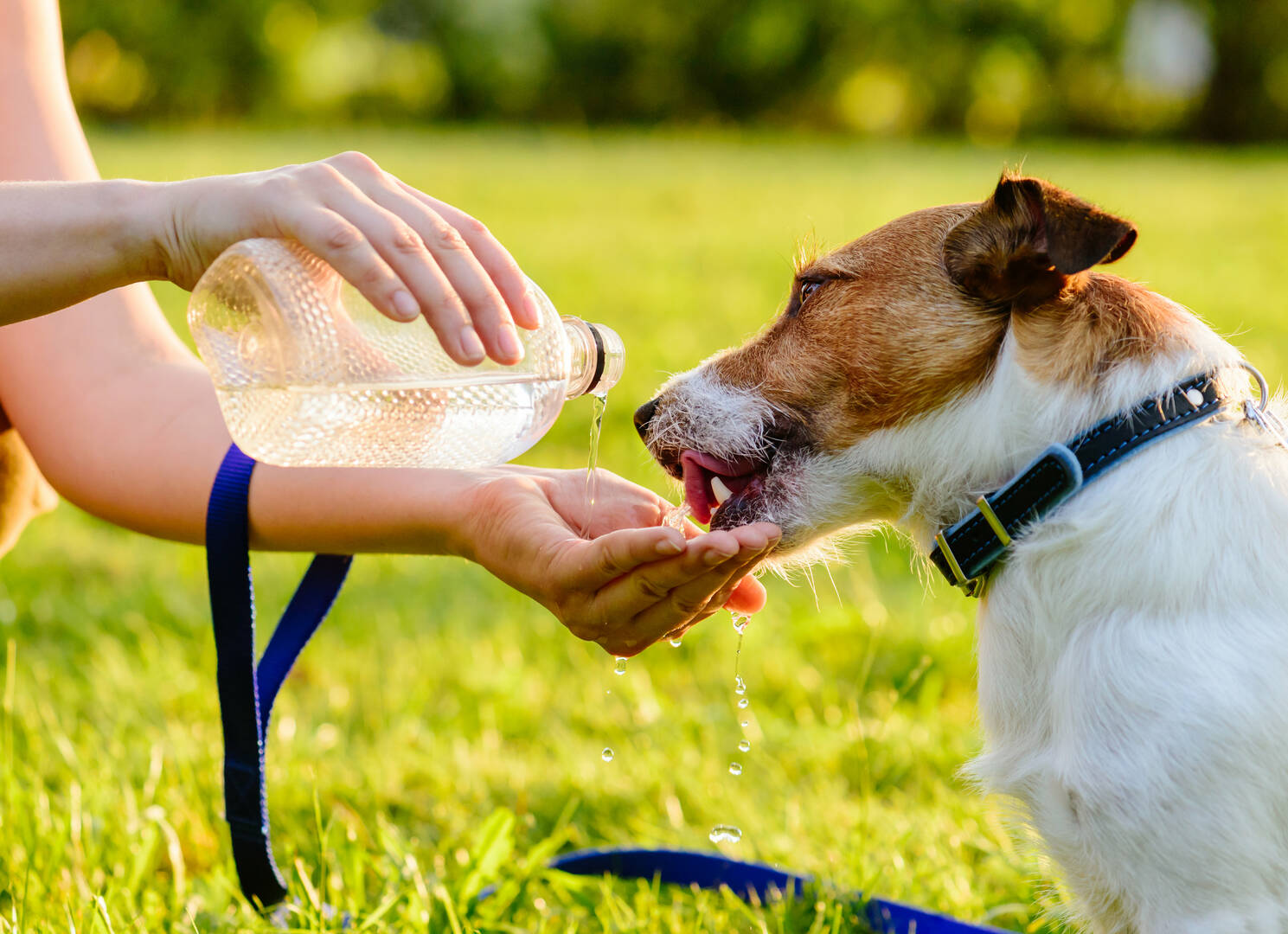 All Pet Low Cost Surgery Center