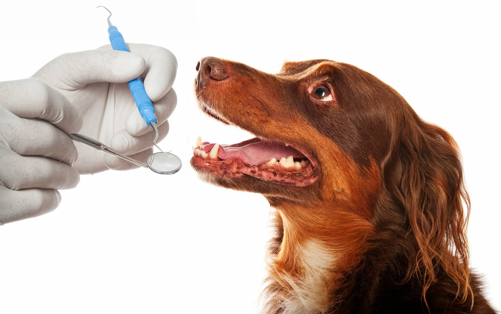 Glenvale Veterinary Clinic