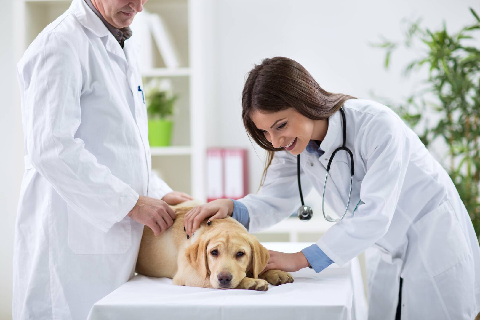 Great Southern Animal Hospital