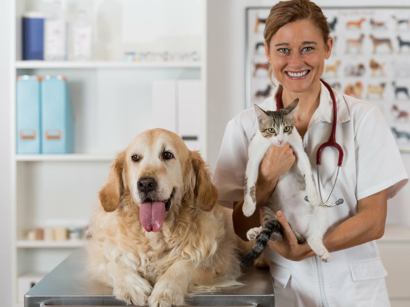 Pooch Perks