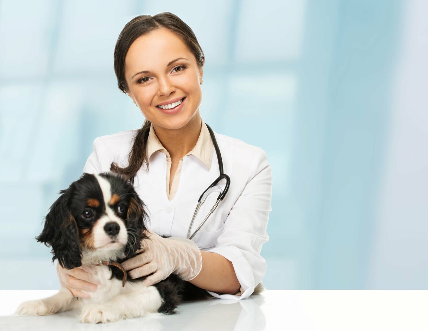 West Charleston Animal Hospital