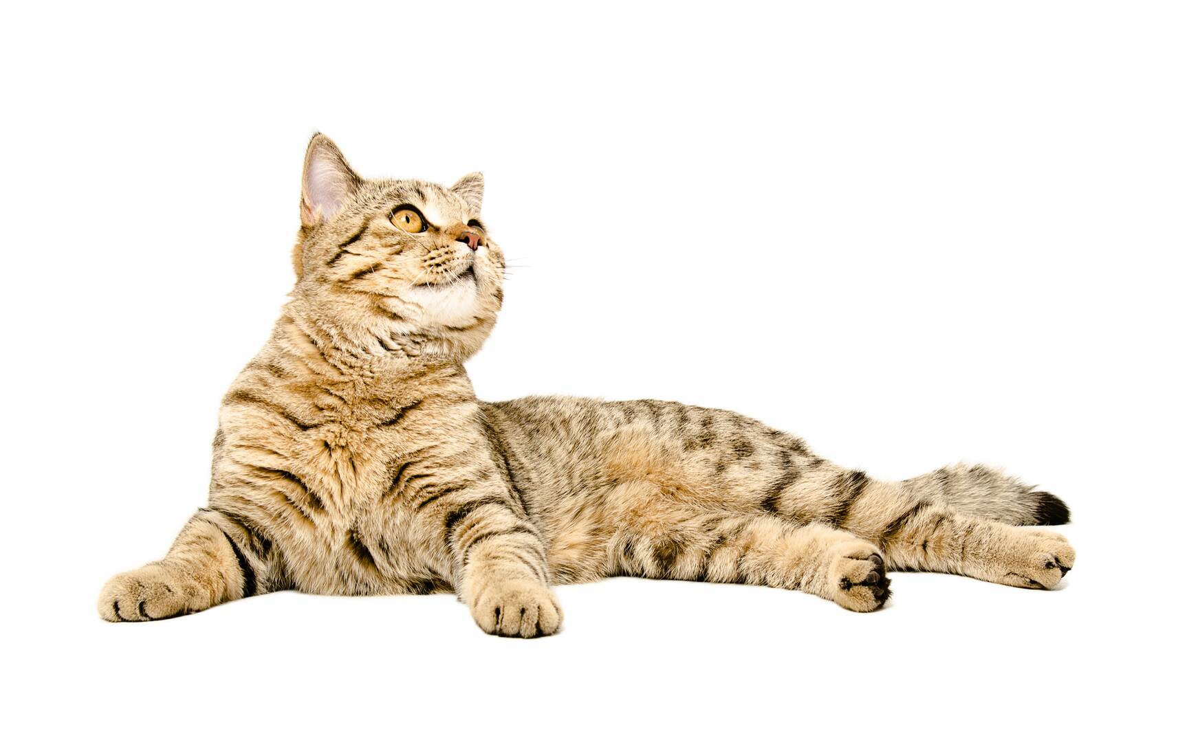 Melton Veterinary Clinic